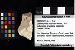 Foto (Objket + Etiketten) von Bullariscus patruliusi (Robins et al., 2013) 